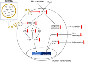 Ginseng root-derived exosome-like nanoparticles protect skin from UV irradiation and oxidative stress by suppressing activator protein-1 signaling and limiting the generation of reactive oxygen species