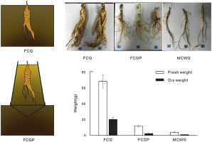 Novel Cultivation of six-year-old Korean Ginseng (Panax ginseng) in pot: From Non-Agrochemical Management to Increased Ginsenoside