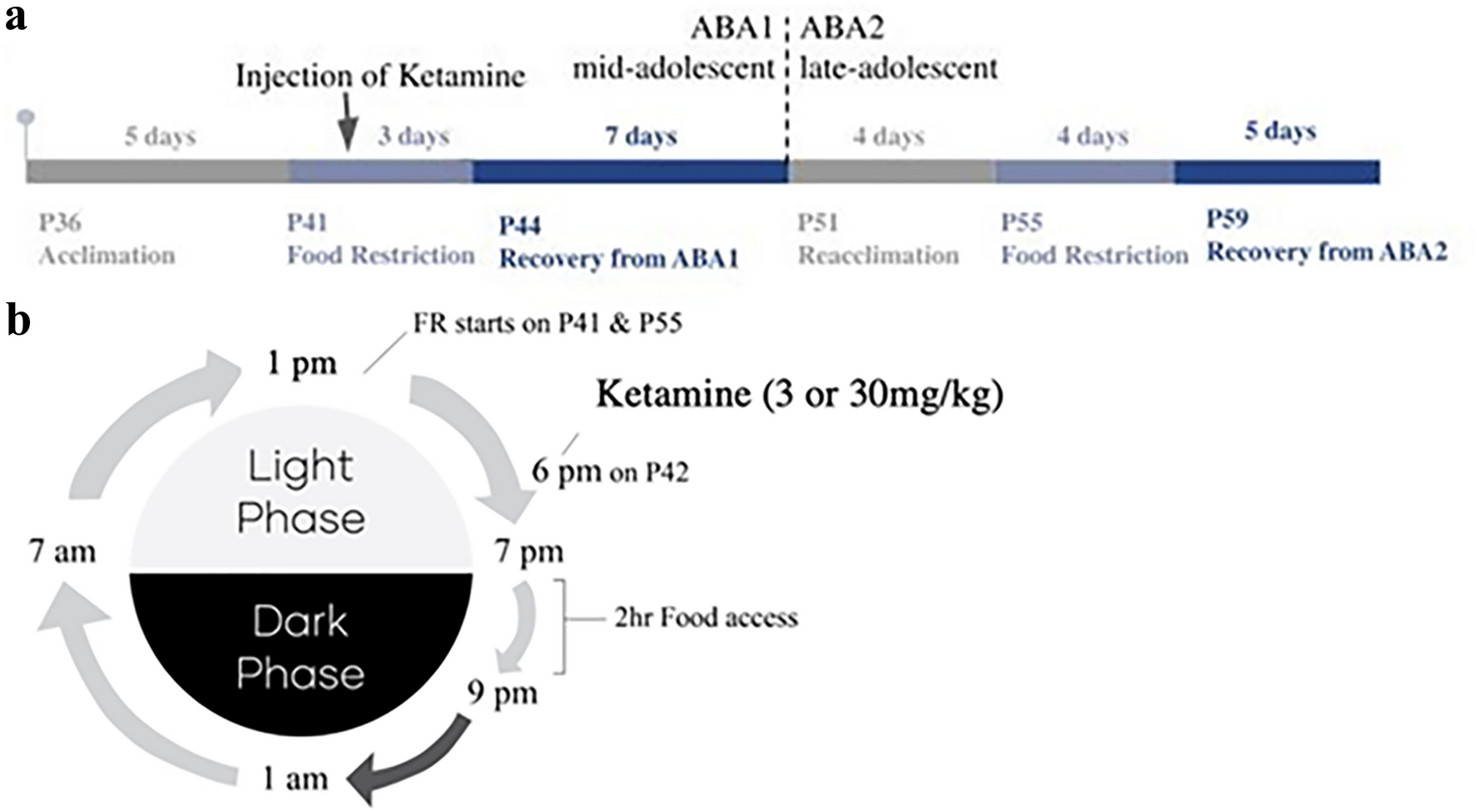 Ketamine ameliorates activity-based anorexia of adolescent female mice through changes in GluN2B-containing NMDA receptors at postsynaptic cytoplasmic locations of pyramidal neurons and interneurons of medial prefrontal cortex
