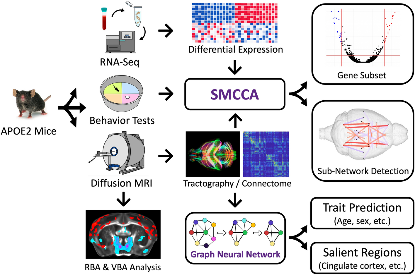 Multivariate investigation of aging in mouse models expressing the Alzheimer’s protective APOE2 allele: integrating cognitive metrics, brain imaging, and blood transcriptomics