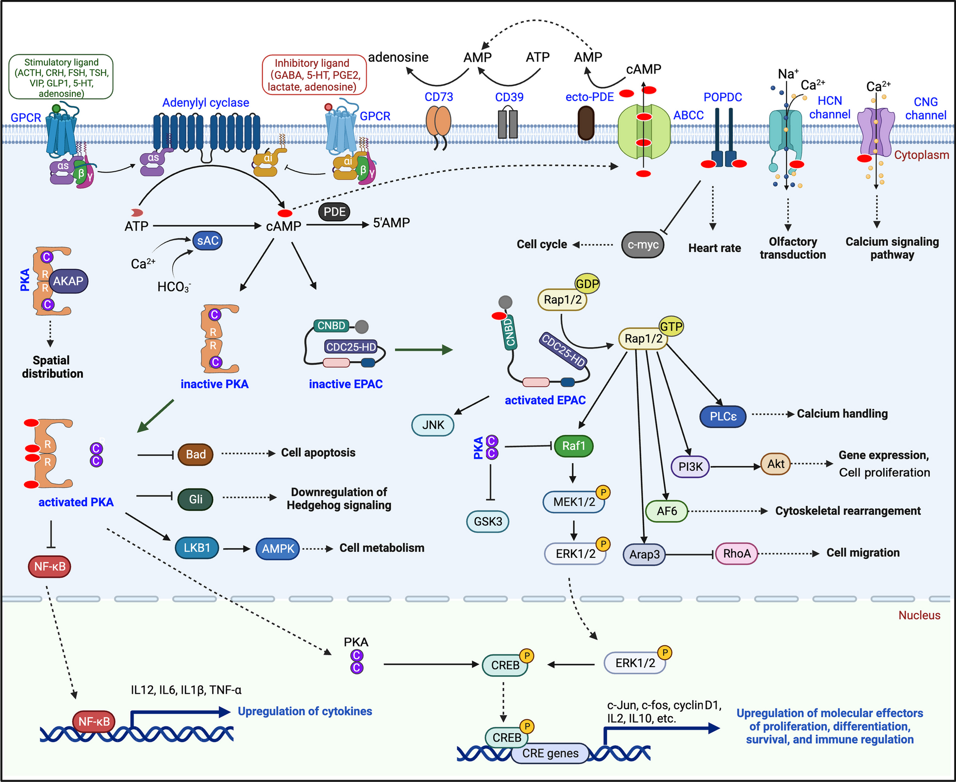 cAMP-PKA/EPAC signaling and cancer: the interplay in tumor microenvironment