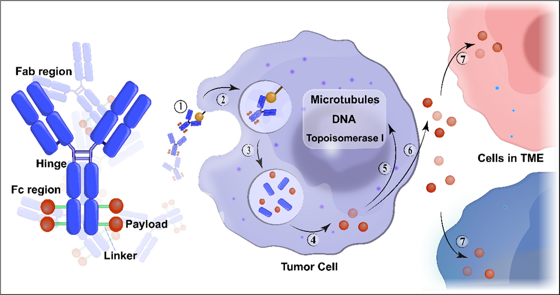 The promise and challenges of combination therapies with antibody-drug conjugates in solid tumors