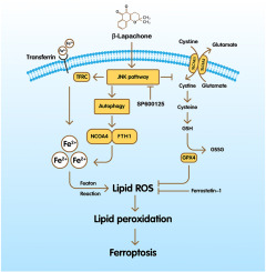β-Lapachone induces ferroptosis of colorectal cancer cells via NCOA4-mediated ferritinophagy by activating JNK pathway