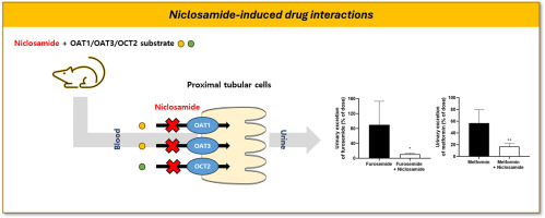 Pharmacokinetic interactions of niclosamide in rats: Involvement of organic anion transporters 1 and 3 and organic cation transporter 2