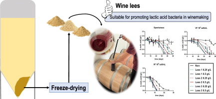 Application of white wine lees for promoting lactic acid bacteria growth and malolactic fermentation in wine