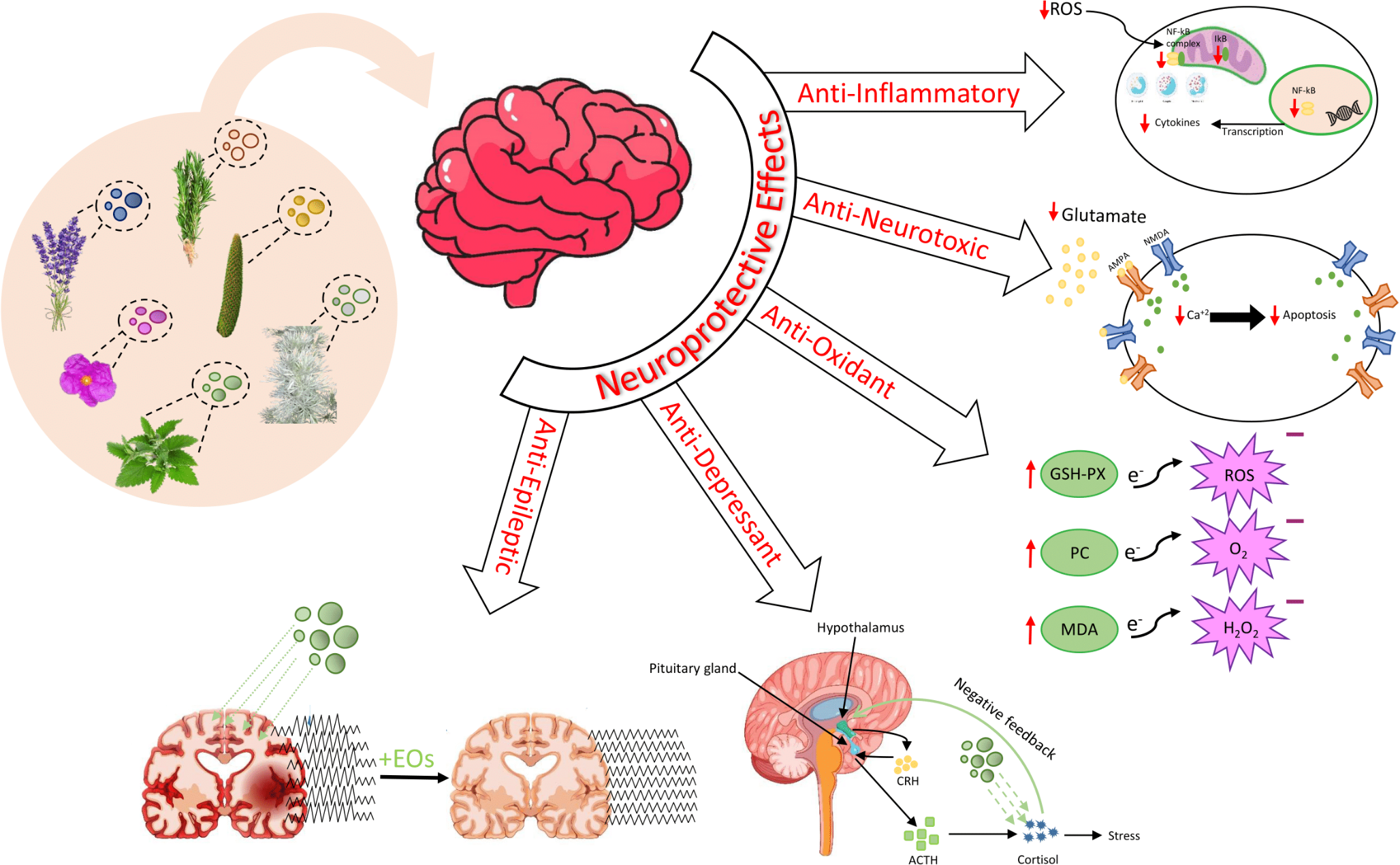A Comprehensive Review of Essential Oils and Their Pharmacological Activities in Neurological Disorders: Exploring Neuroprotective Potential