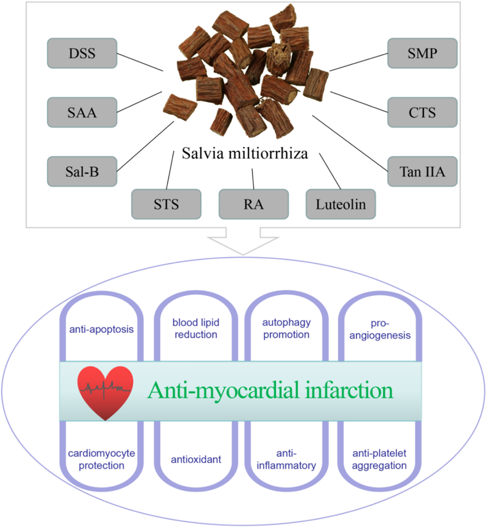 Research progress on the mechanism of anti-myocardial infarction effect and clinical application of effective components of Salvia miltiorrhiza
