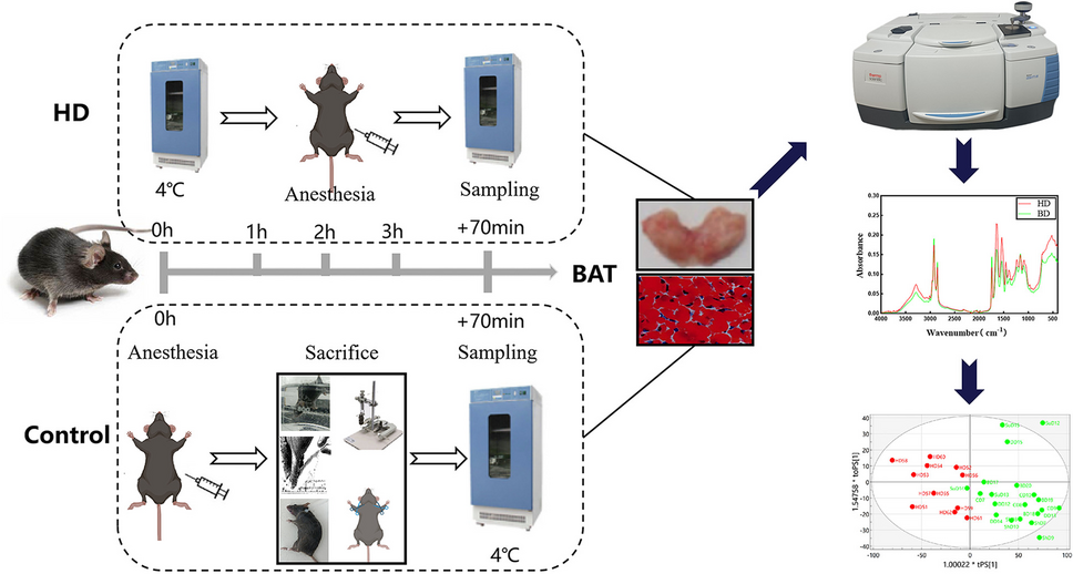 Identifying hypothermia death in a mouse model by ATR-FTIR