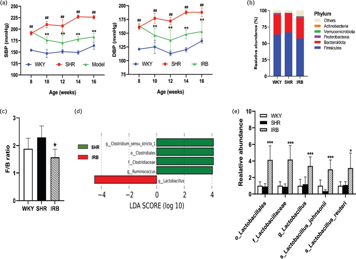 Lactobacillus induced by irbesartan on spontaneously hypertensive rat contribute to its antihypertensive effect