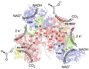 Redox potentials elucidate the electron transfer pathway of NAD+-dependent formate dehydrogenases