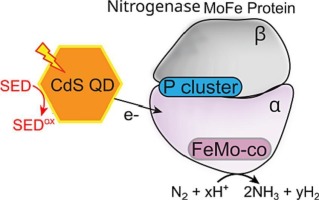 Hole-scavenging in photo-driven N2 reduction catalyzed by a CdS-nitrogenase MoFe protein biohybrid system