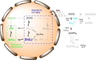 Zinc complexes of chloroquine and hydroxychloroquine versus the mixtures of their components: Structures, solution equilibria/speciation and cellular zinc uptake