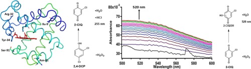Decomposition of 2,4-dihalophenols by dehaloperoxidase activity and spontaneous reaction with hydrogen peroxide