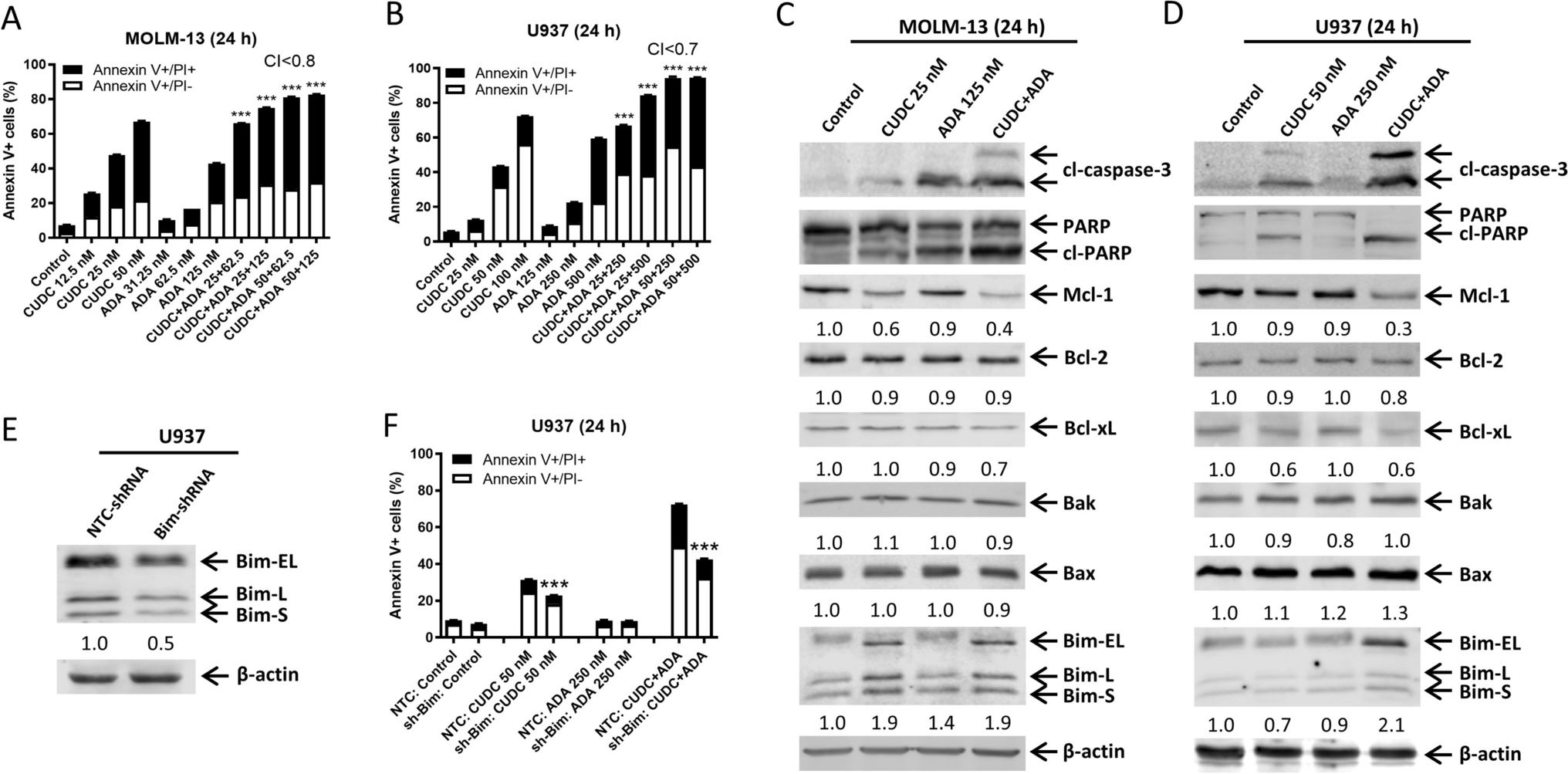 Synergistic effect of adavosertib and fimepinostat on acute myeloid leukemia cells by enhancing the induction of DNA damage