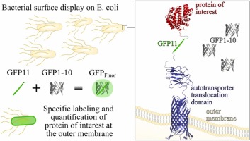 Split-GFP complementation at the bacterial cell surface for antibody-free labeling and quantification of heterologous protein display