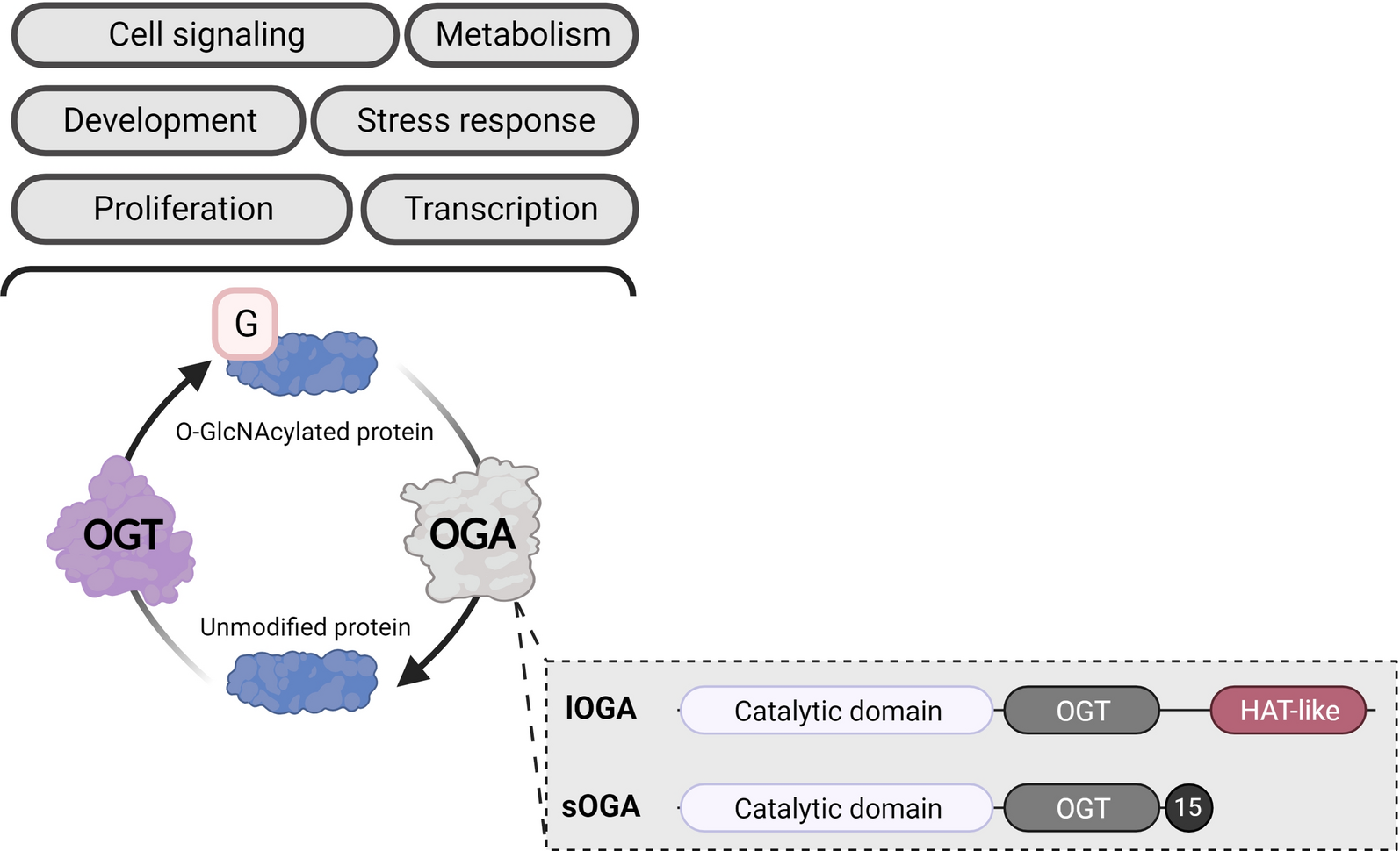 O-GlcNAcylation: the sweet side of epigenetics