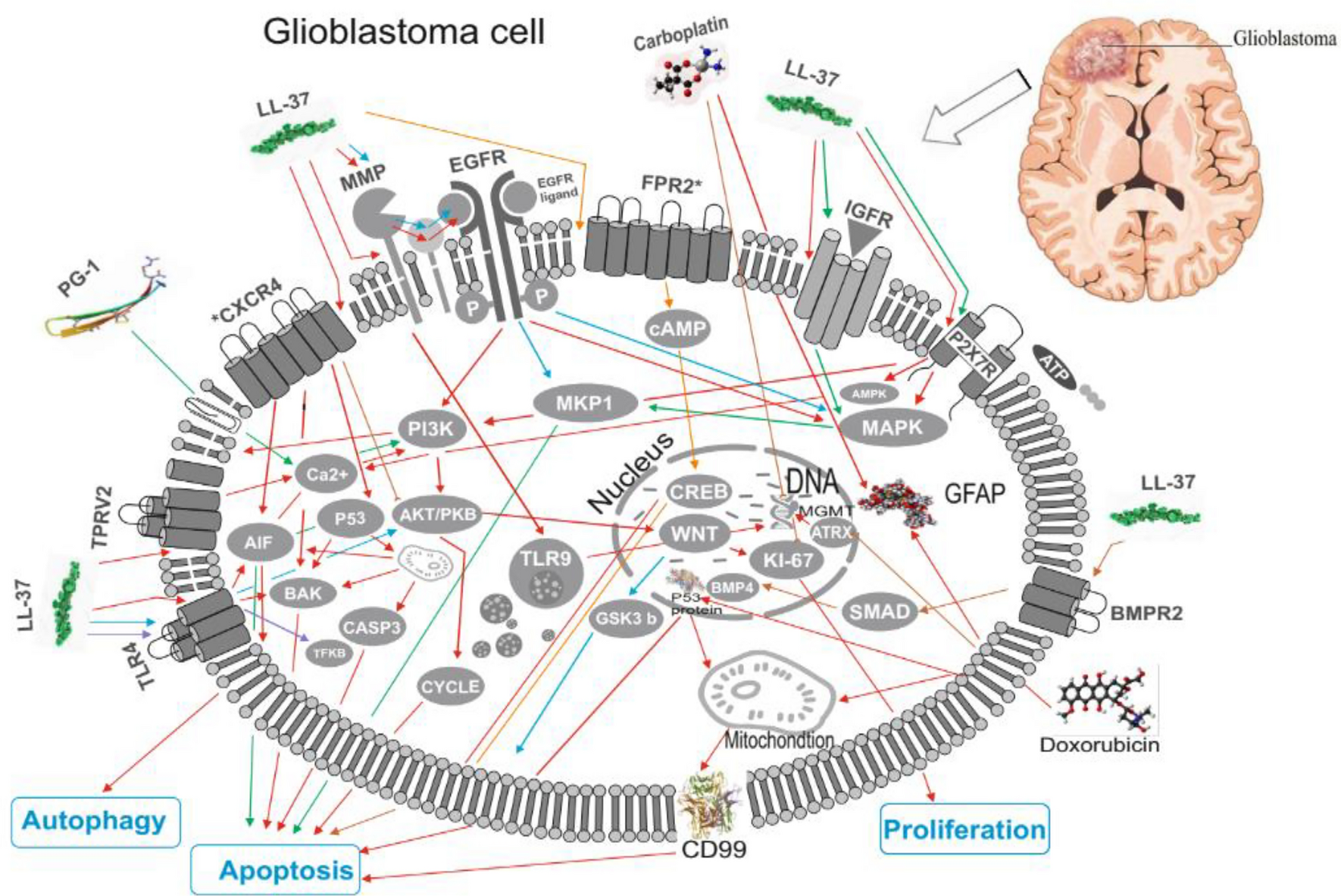Expression of molecular markers and synergistic anticancer effects of chemotherapy with antimicrobial peptides on glioblastoma cells