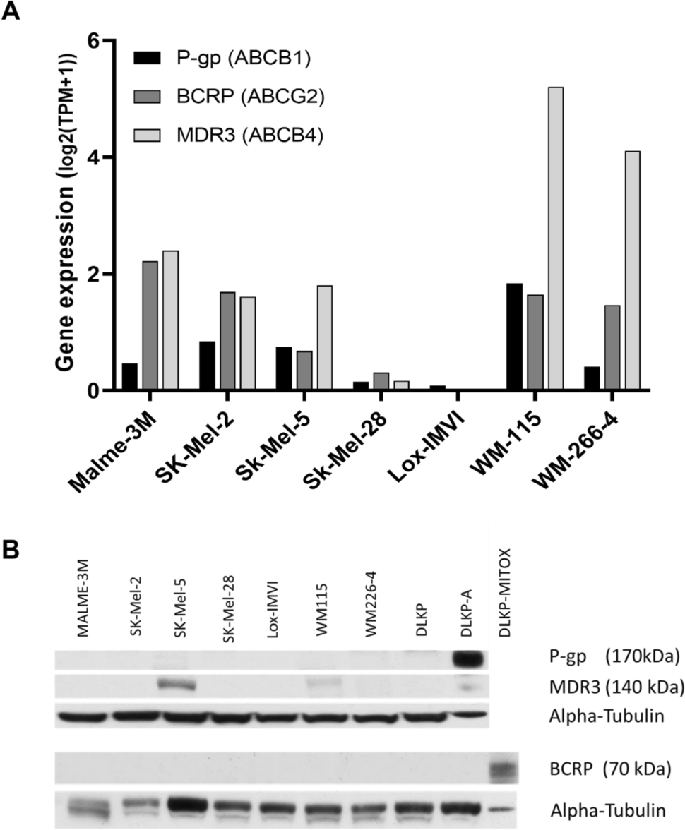 Evaluation of ABT-751, a novel anti-mitotic agent able to overcome multi-drug resistance, in melanoma cells