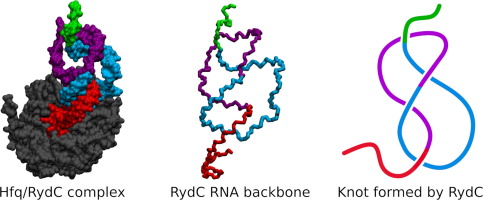 Discovery of a trefoil knot in the RydC RNA: Challenging previous notions of RNA topology
