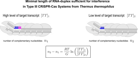 Interference Requirements of Type III CRISPR-Cas Systems from Thermus thermophilus