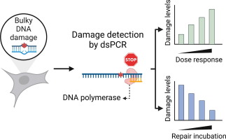 A Practical Site-specific Method for the Detection of Bulky DNA Damages