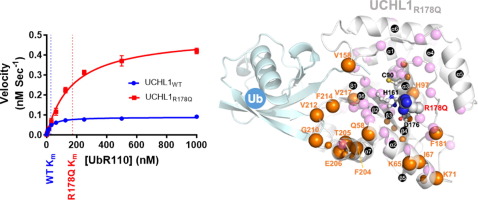 Altered Protein Dynamics and a More Reactive Catalytic Cysteine in a Neurodegeneration-associated UCHL1 Mutant