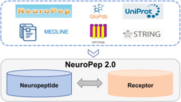 NeuroPep 2.0: An Updated Database Dedicated to Neuropeptide and Its Receptor Annotations