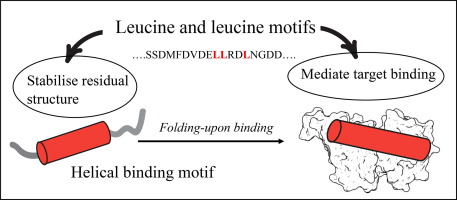 Leucine Motifs Stabilize Residual Helical Structure in Disordered Proteins