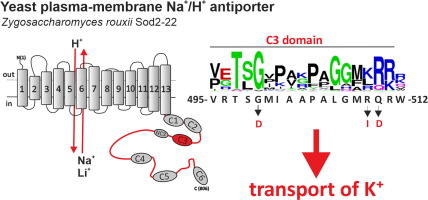 The Hydrophilic C-terminus of Yeast Plasma-membrane Na+/H+ Antiporters Impacts Their Ability to Transport K+