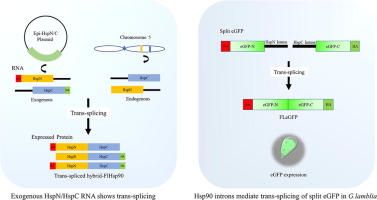 In vivo Validation of Hsp90 Trans-splicing in Giardia lamblia: Highlighting the Role of Cis-elements