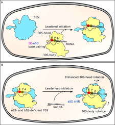 How Dedicated Ribosomes Translate a Leaderless mRNA