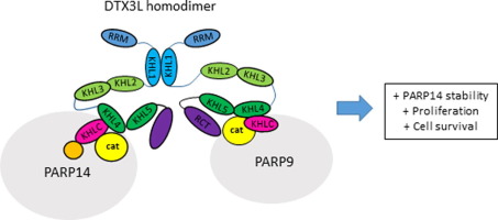 KH-like Domains in PARP9/DTX3L and PARP14 Coordinate Protein–Protein Interactions to Promote Cancer Cell Survival