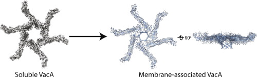 Structural Analysis of Membrane-associated Forms of Helicobacter pylori VacA Toxin