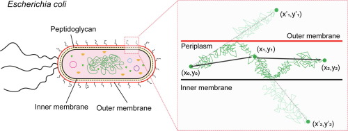 Single-protein Diffusion in the Periplasm of Escherichia coli