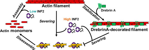 Drebrin Protects Assembled Actin from INF2-FFC-mediated Severing and Stabilizes Cell Protrusions