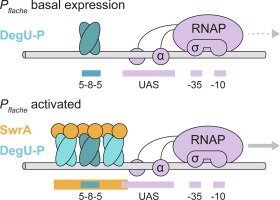 SwrA-mediated Multimerization of DegU and an Upstream Activation Sequence Enhance Flagellar Gene Expression in Bacillus subtilis