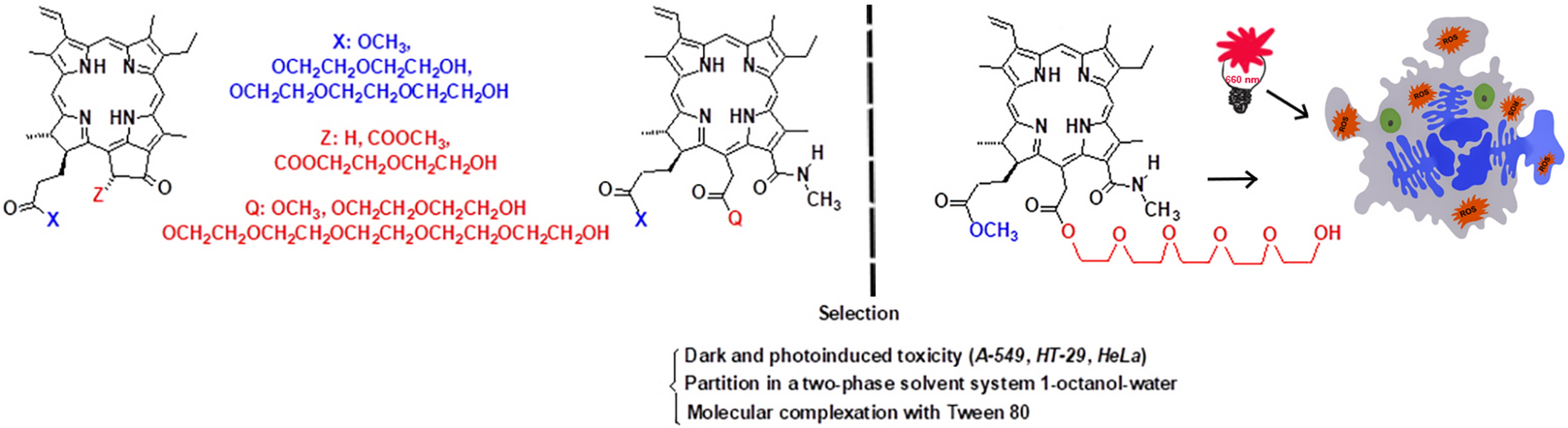 Photosensitizing effects and physicochemical properties of chlorophyll a derivatives with hydrophilic oligoethylene glycol fragments at the macrocycle periphery