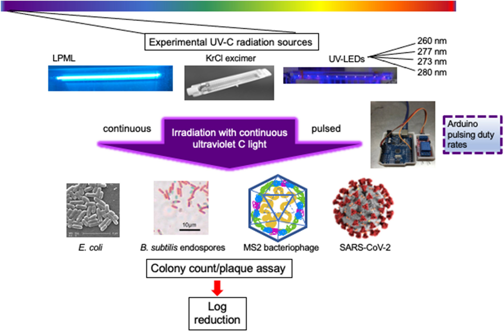 Germicidal efficacy of continuous and pulsed ultraviolet-C radiation on pathogen models and SARS-CoV-2