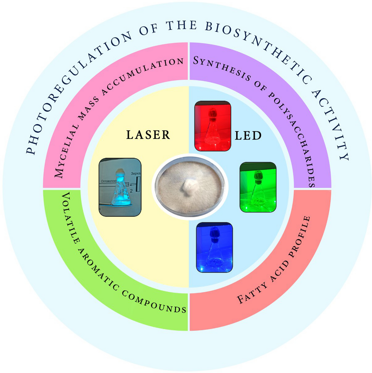 Photoregulation of the biosynthetic activity of the edible medicinal mushroom Lentinula edodes in vitro