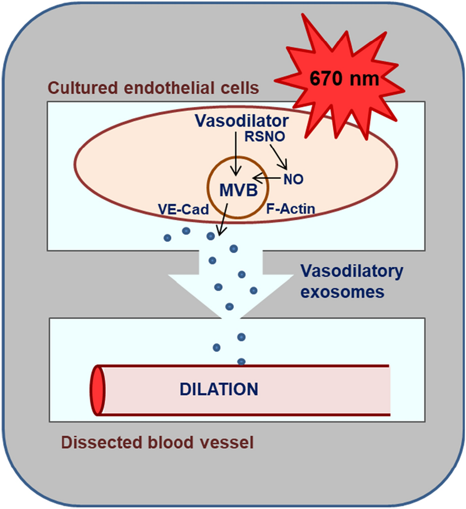 Red light mediates the exocytosis of vasodilatory vesicles from cultured endothelial cells: a cellular, and ex vivo murine model
