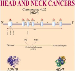 Association between alcohol dehydrogenase polymorphisms (rs1229984, rs1573496, rs1154460, and rs284787) and susceptibility to head and neck cancers: A systematic review and meta-analysis