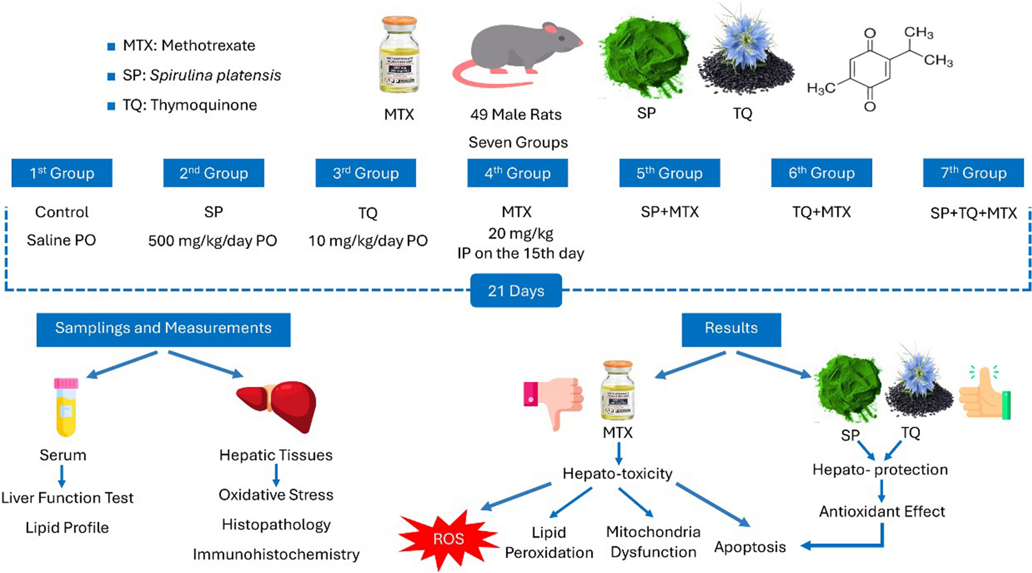 Spirulina and Thymoquinone Protect Against Methotrexate-Induced Hepatic Injury in Rats