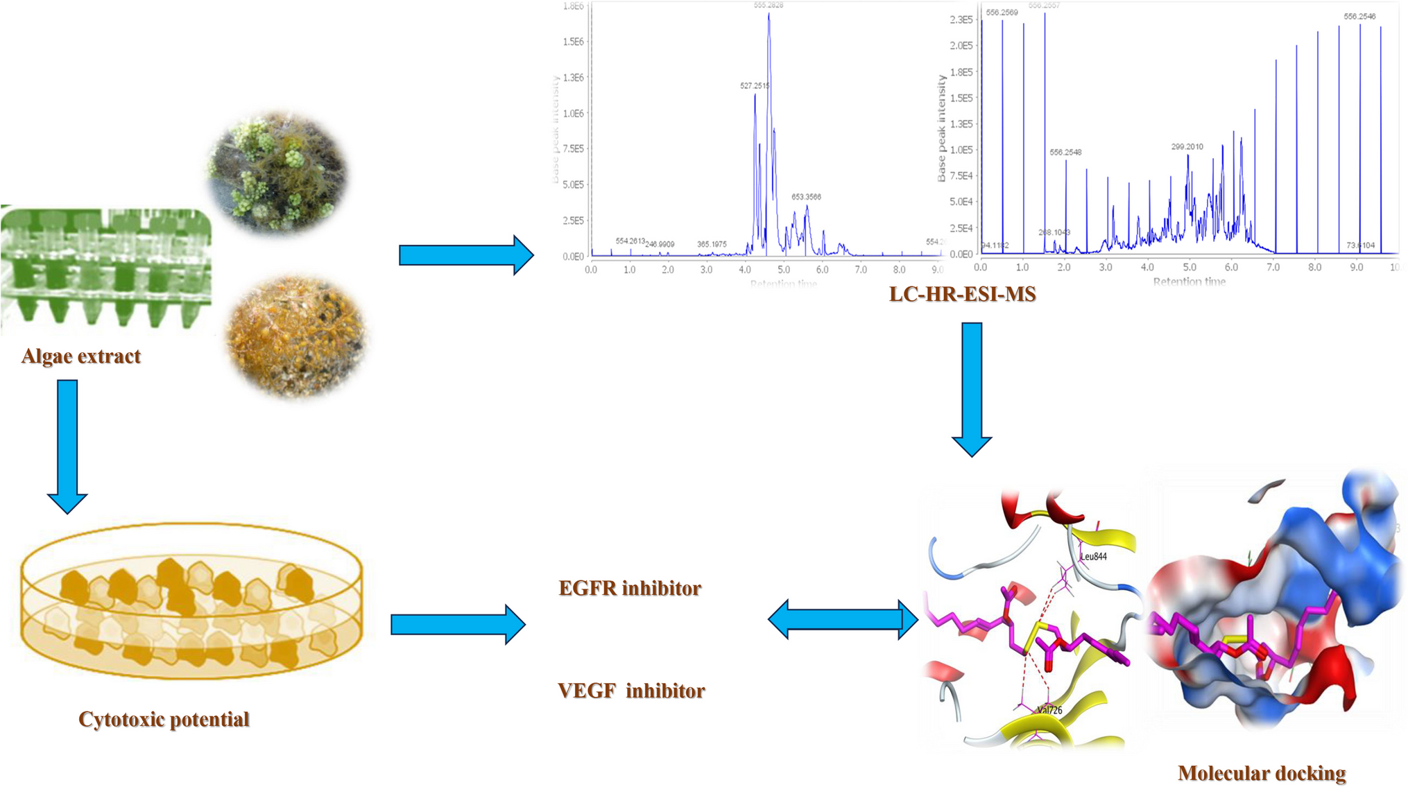 In Vitro Cytotoxic Potential of Ethanol Extract of Dictyopteris acrostichoides Against Human Cancer Cells