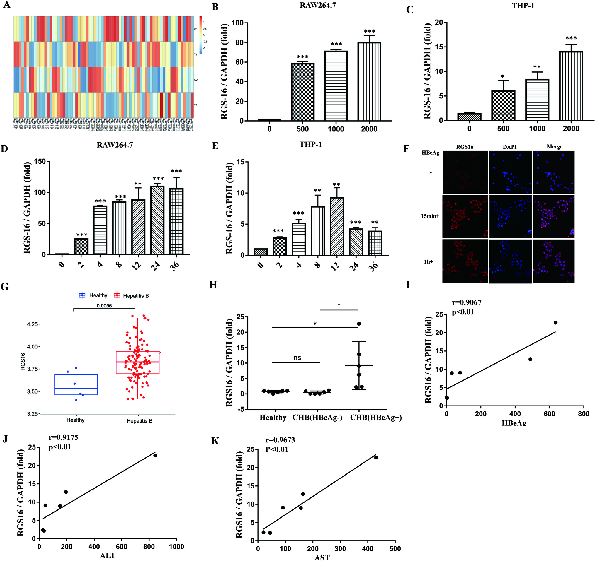 Phosphorylation of RGS16 at Tyr168 promote HBeAg-mediated macrophage activation by ERK pathway to accelerate liver injury