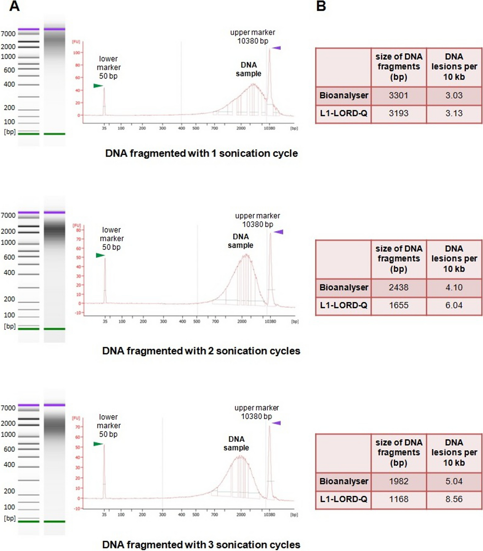 Long-run real-time PCR analysis of repetitive nuclear elements as a novel tool for DNA damage quantification in single cells: an approach validated on mouse oocytes and fibroblasts