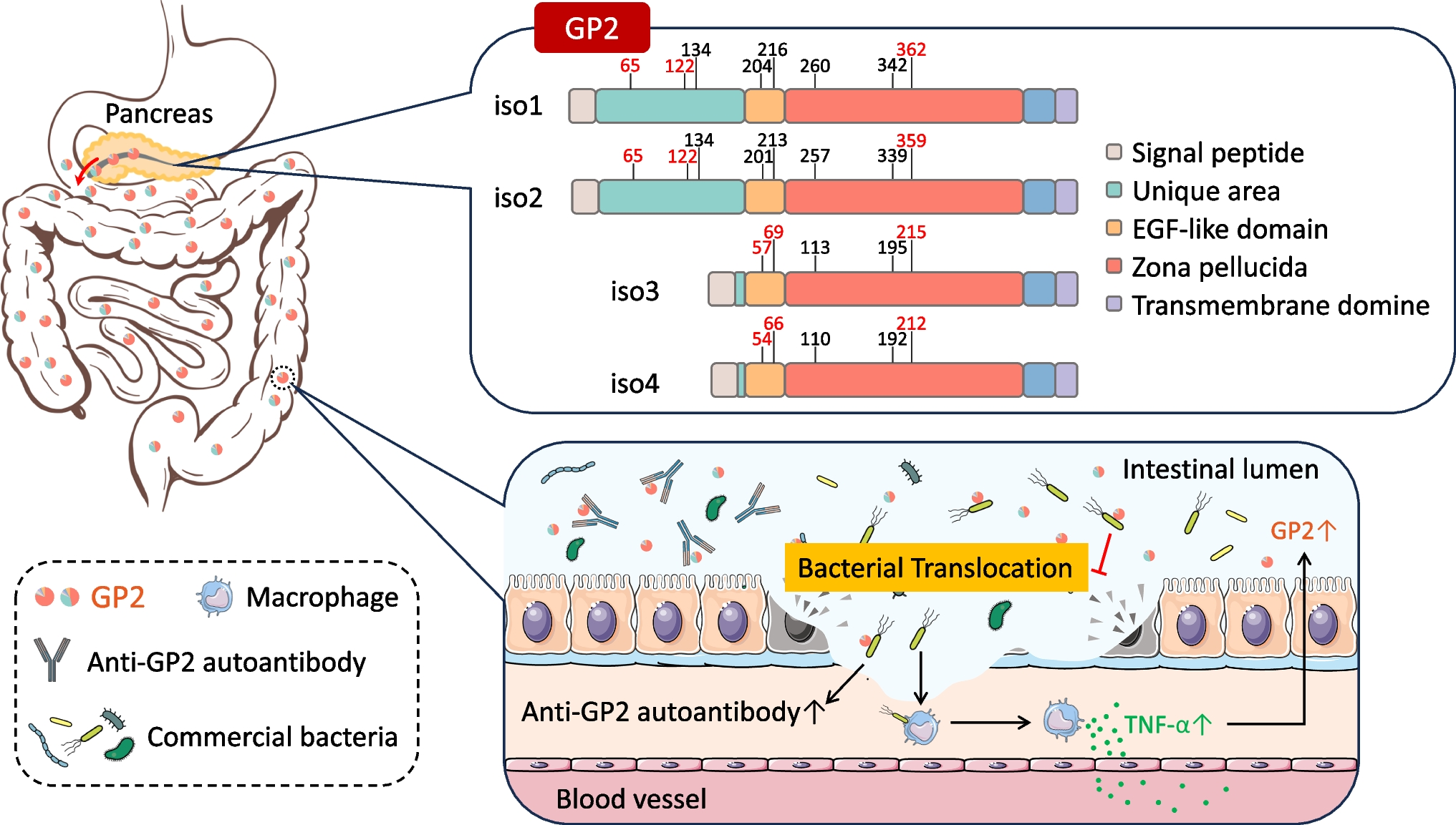 Glycoprotein 2 as a gut gate keeper for mucosal equilibrium between inflammation and immunity