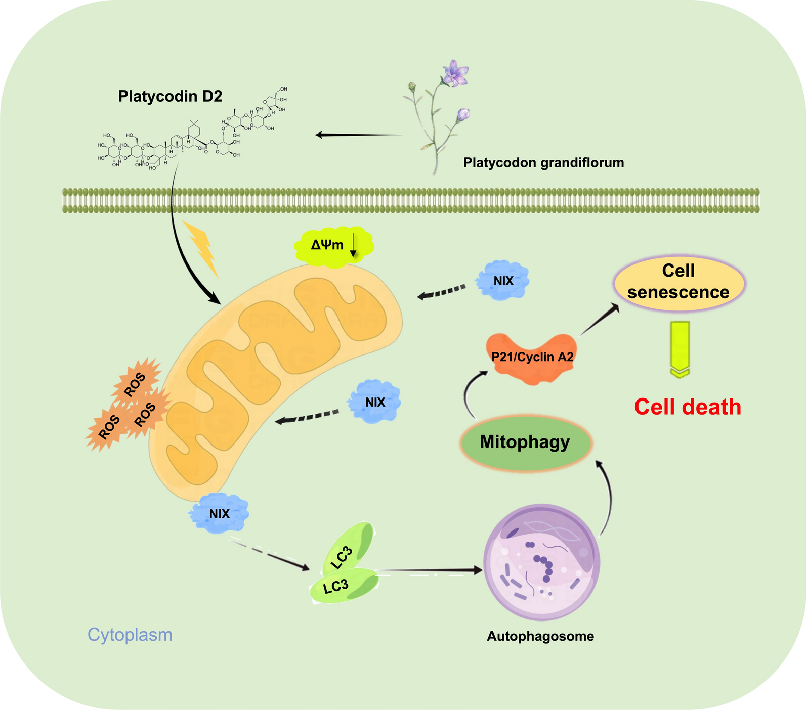 Platycodin D2 enhances P21/CyclinA2-mediated senescence of HCC cells by regulating NIX-induced mitophagy