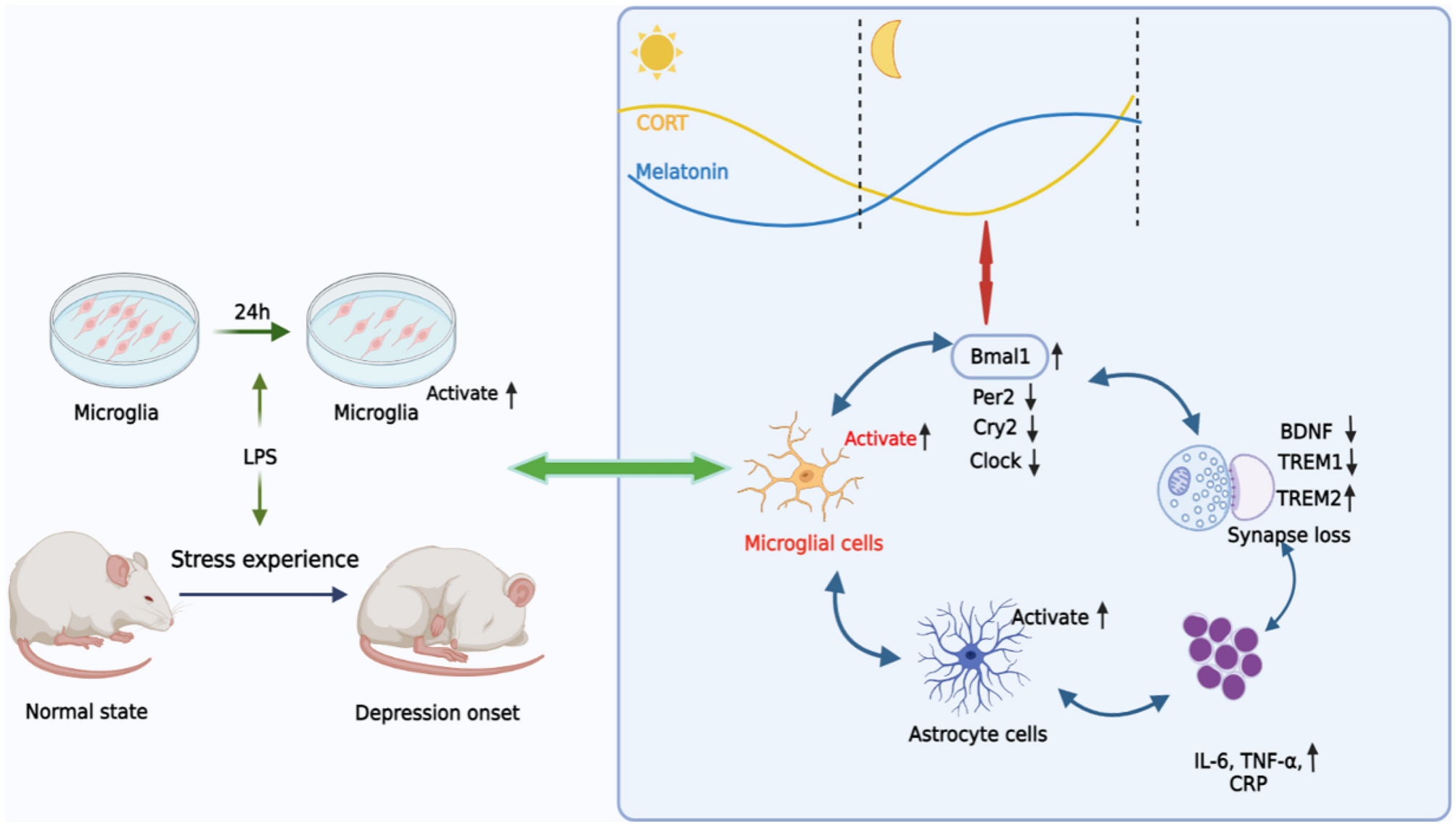 Potential Role of Bmal1 in Lipopolysaccharide-Induced Depression-Like Behavior and its Associated "Inflammatory Storm"
