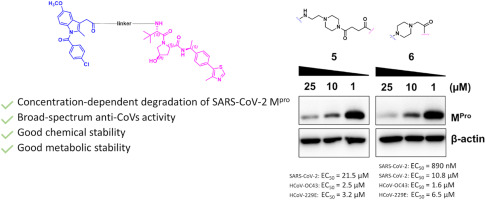 Design, synthesis, and biological evaluation of first-in-class indomethacin-based PROTACs degrading SARS-CoV-2 main protease and with broad-spectrum antiviral activity