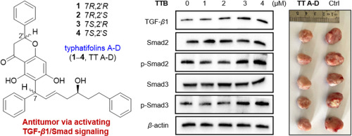 Rare flavanone-diarylheptanoid hybrids from Typha angustifolia shows anti breast cancer activity via activating TGF-β1/Smad signaling pathway
